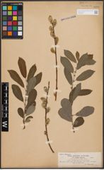 Foto von Salix cinerea L.